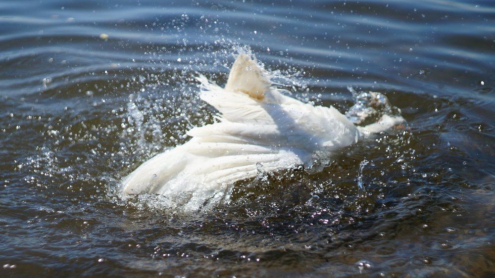 Утренние купания