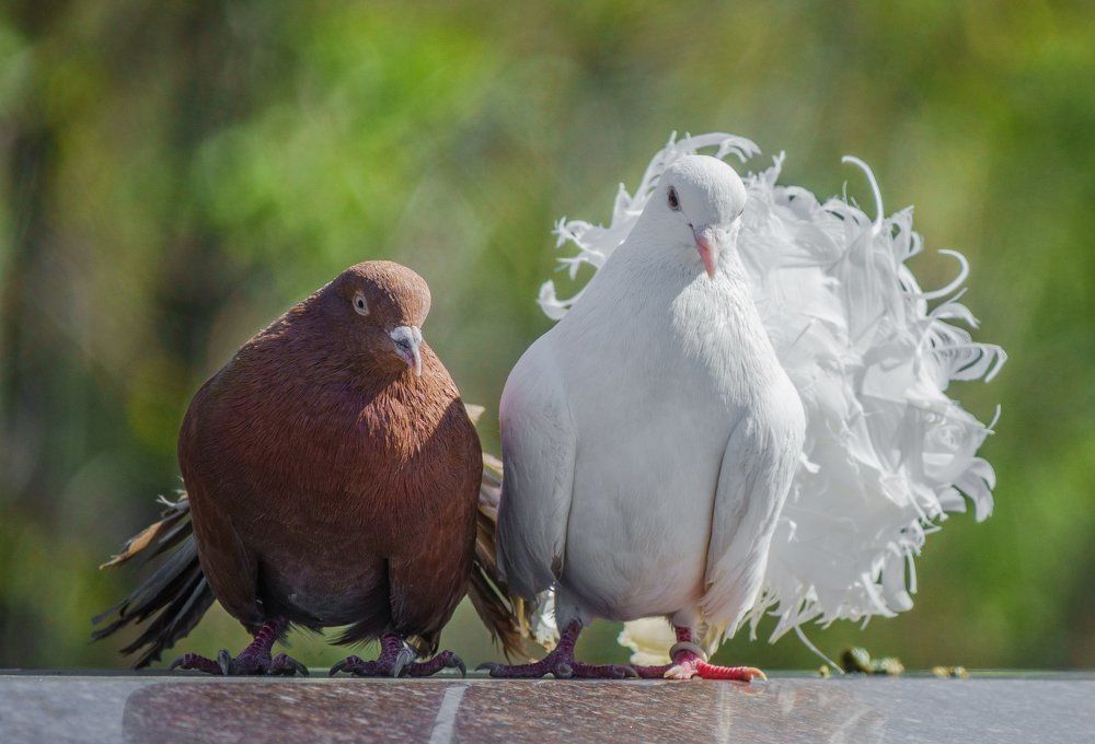 Жених и невеста