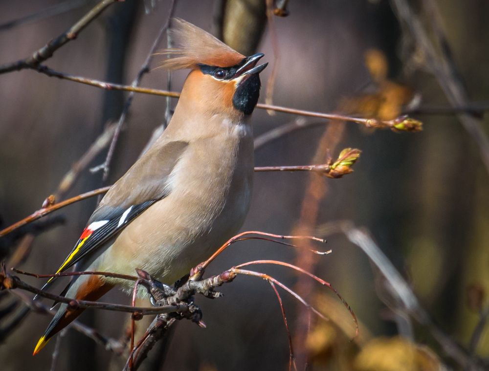 Лесной петушок