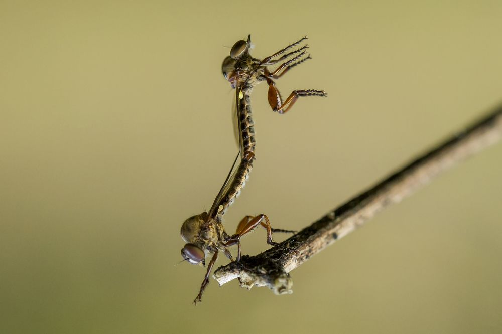 Mini Robber fly Falling In Love