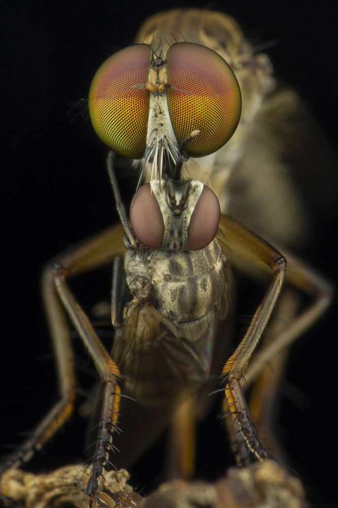 Robberfly with Big Meal