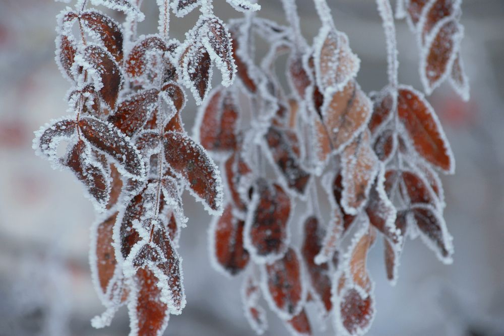 Сказочная зима