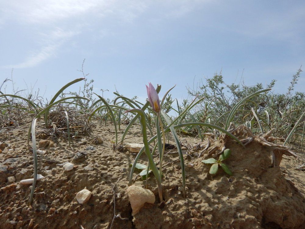 Тюльпан согдианский