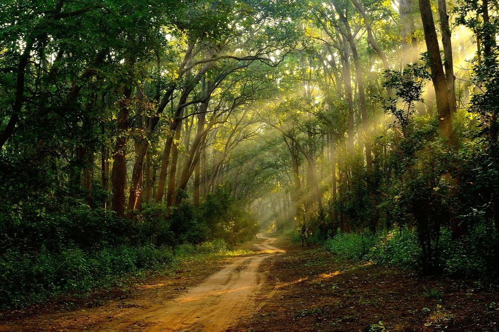 the play of magical light inside mysterious forests.