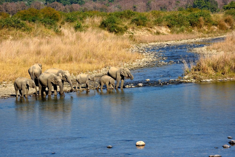 a herd of asian elephants in ramganga river, india.