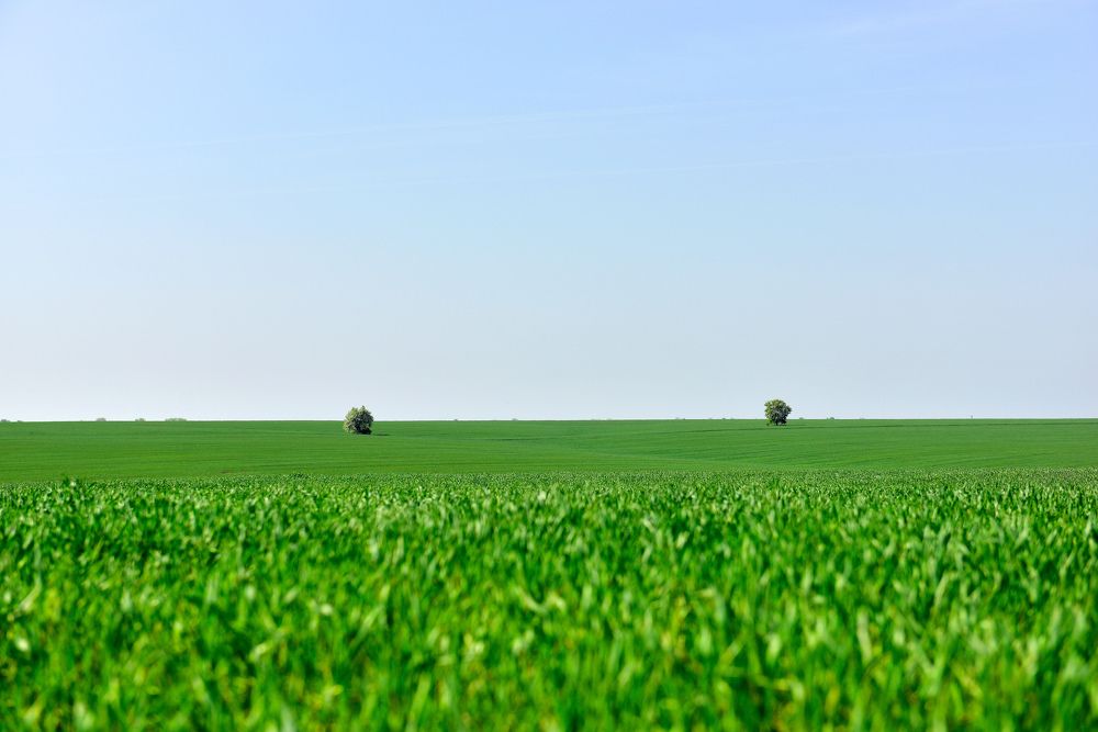 Двое в поле