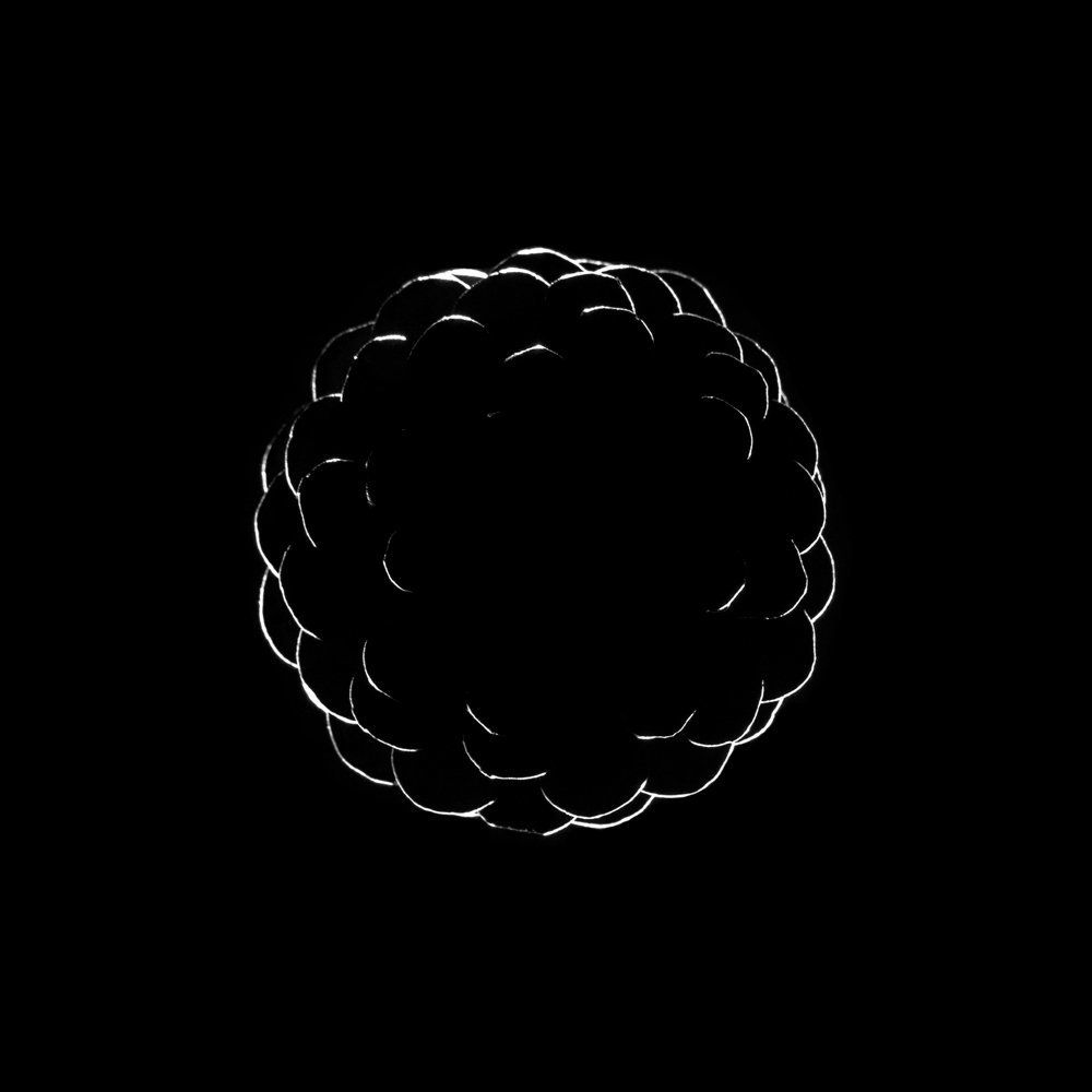 The World Of Black & White Pine