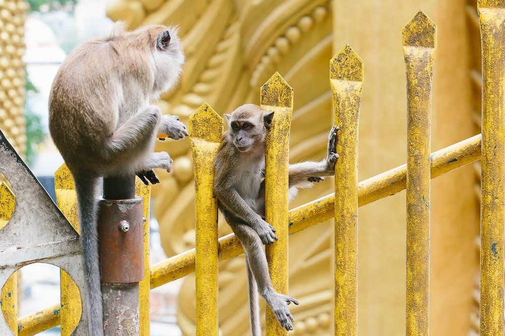 Разговоры про одуванчики