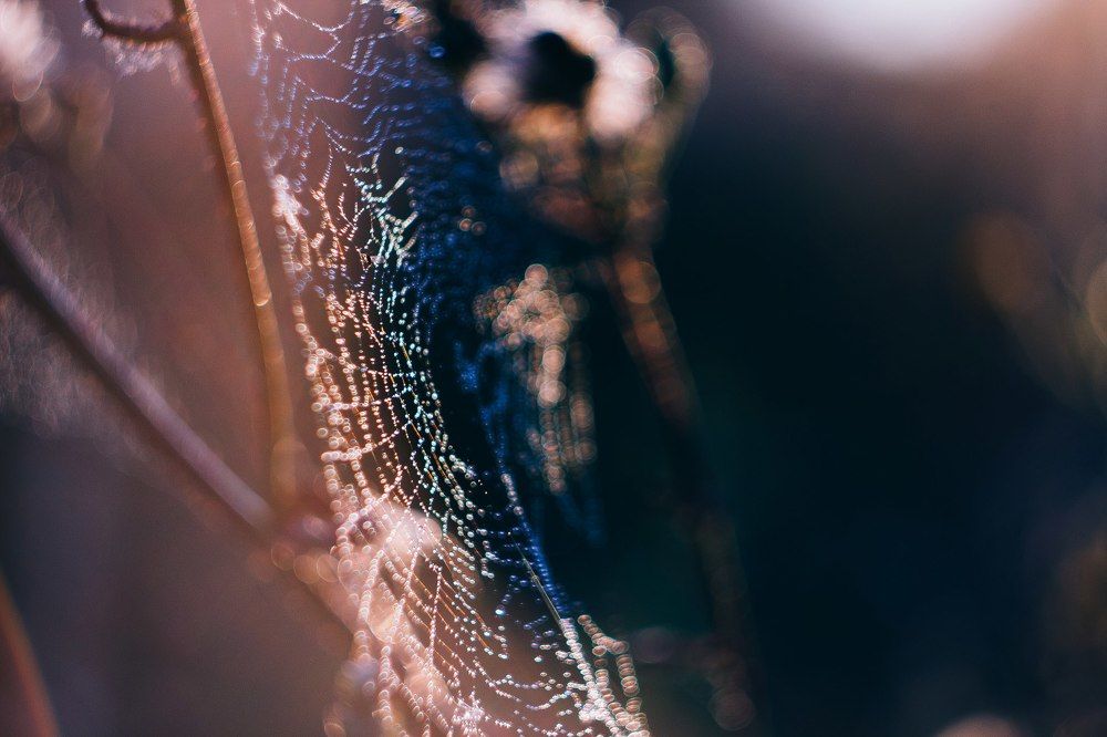 Драгоценные сети паучка