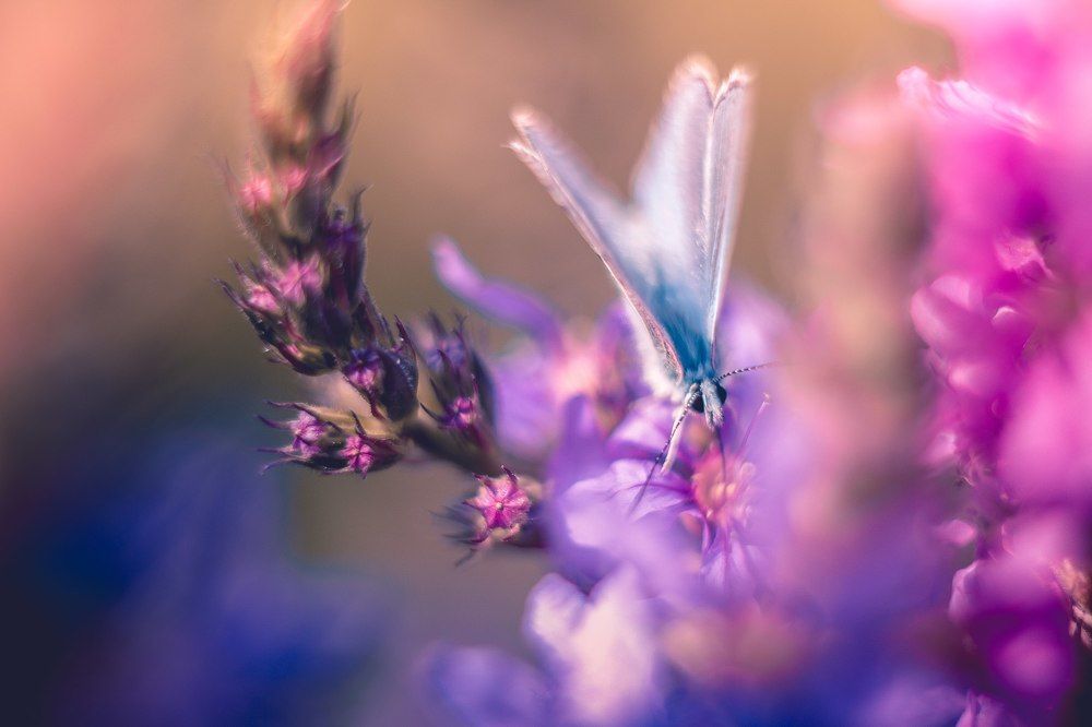 Крылатая нежность