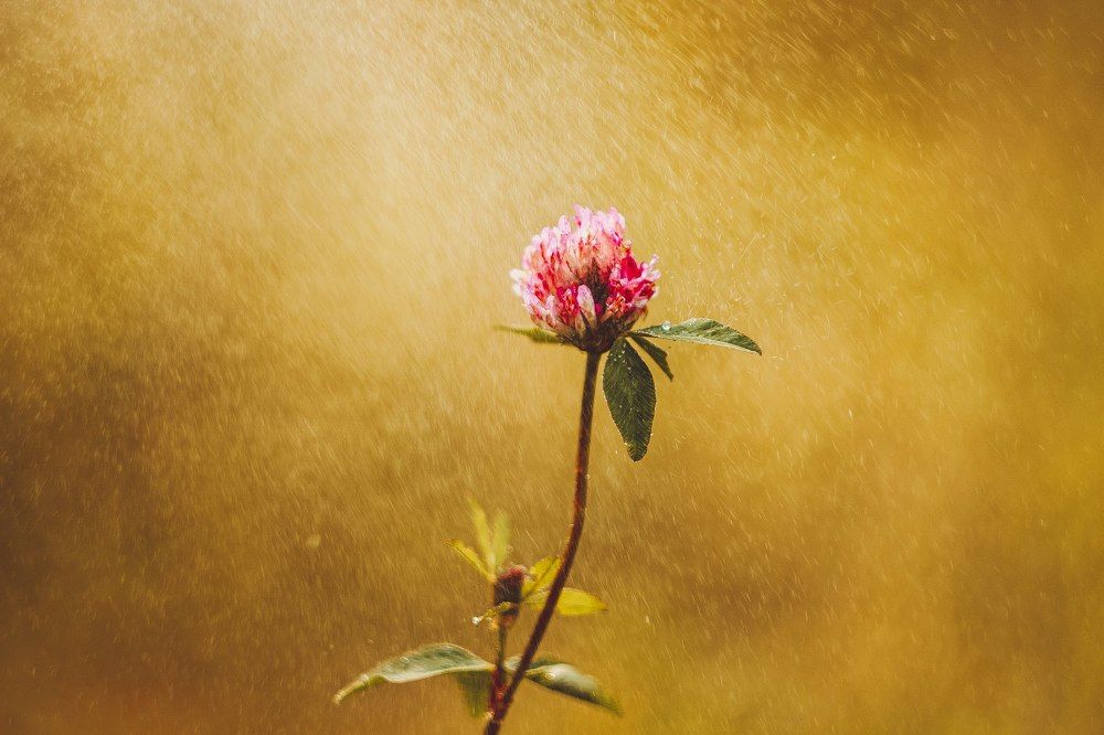 Капли дождя