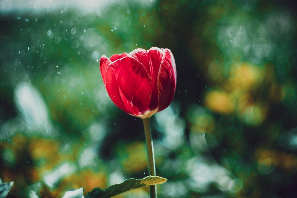 Майский огонёк