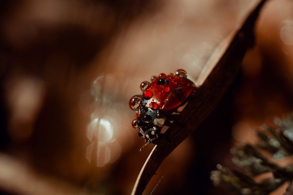 Деловая мадам - коровка