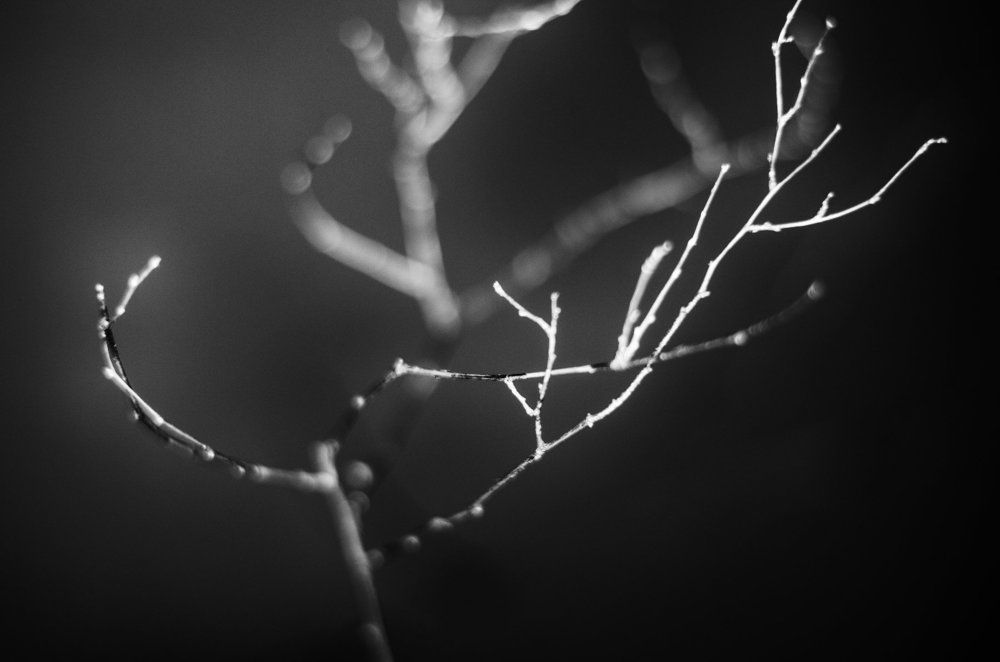 Photograph by Присяжная Леся