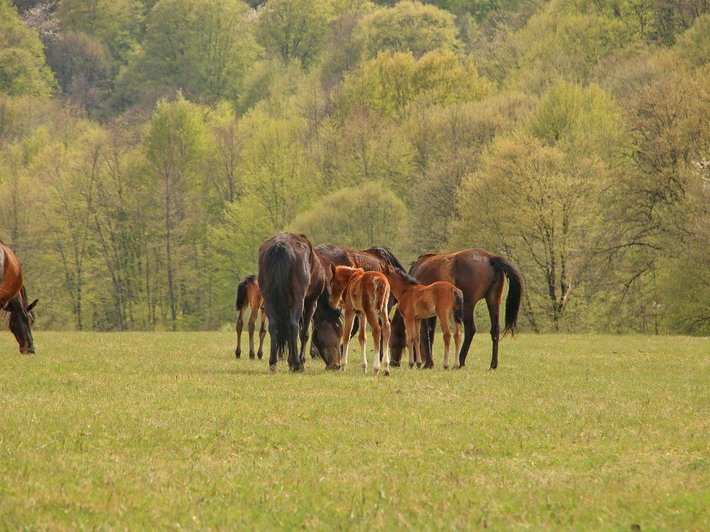 Табун на воле.