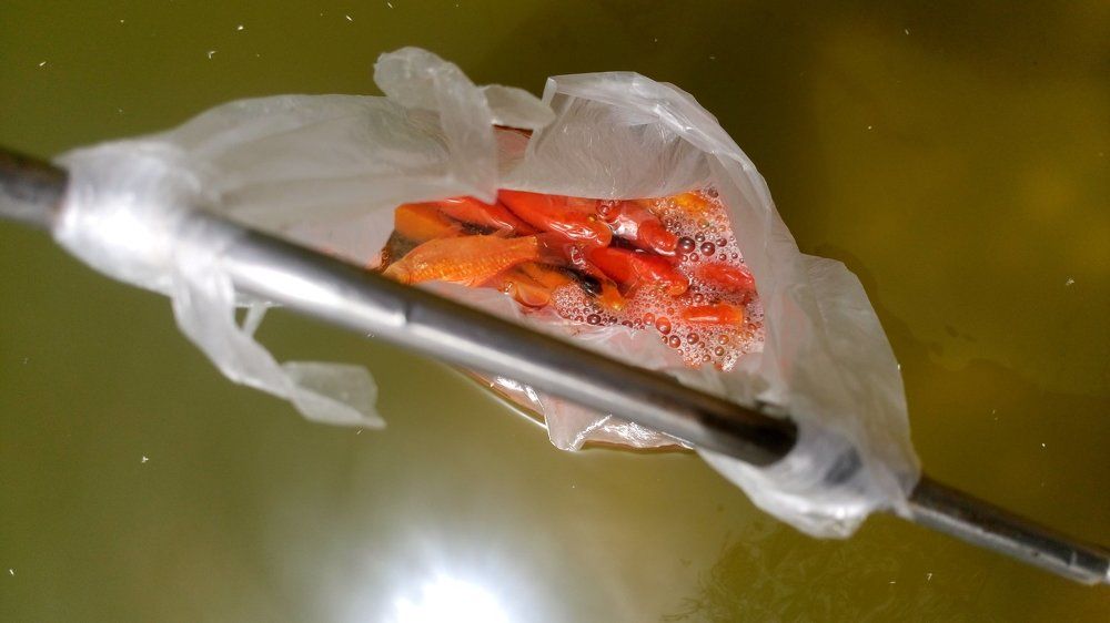 в погоне за желаниями (Goldfish )