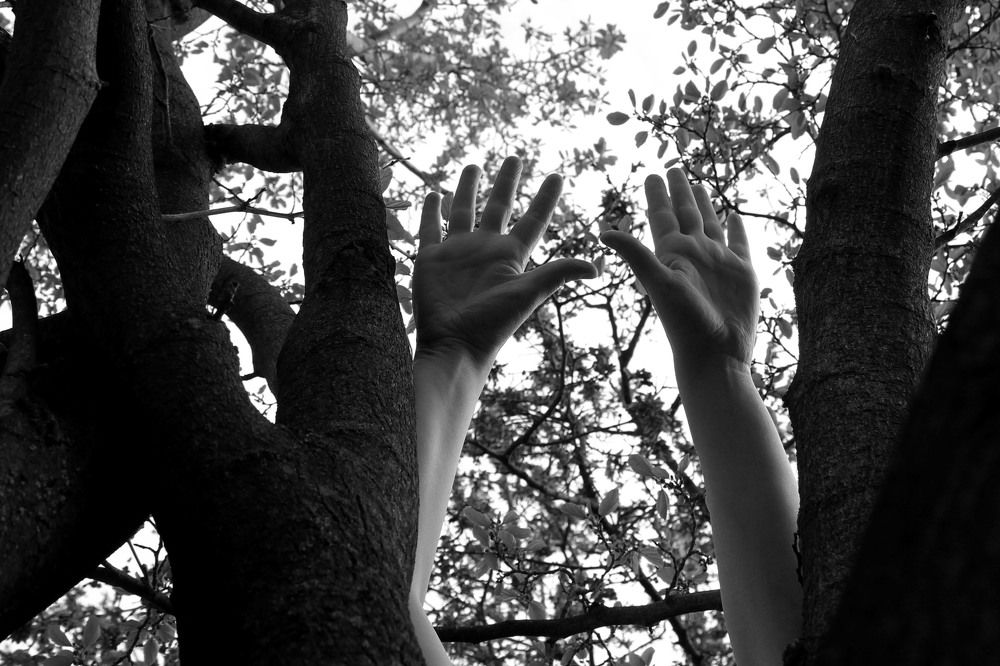 ветви дерева