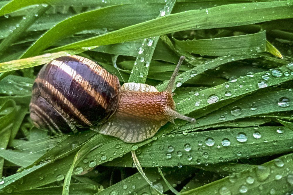 Долгожданный дождь