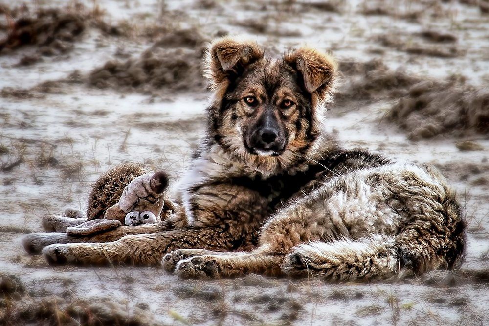 Собачье детство