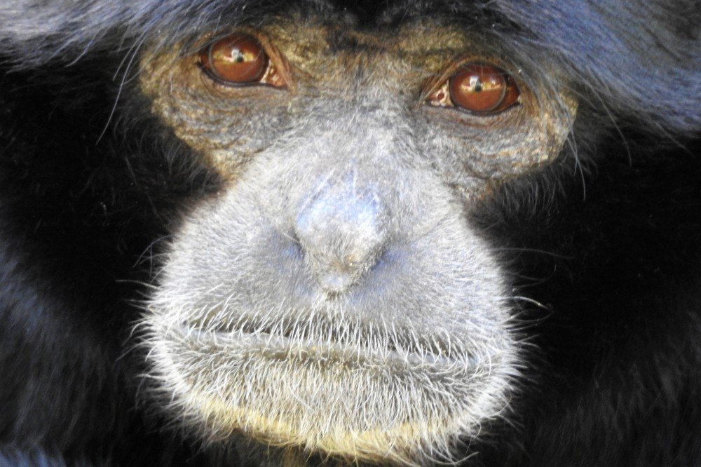 Ape