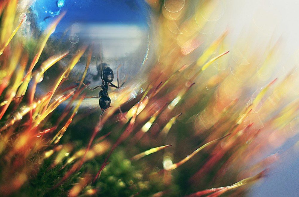 Первая встреча