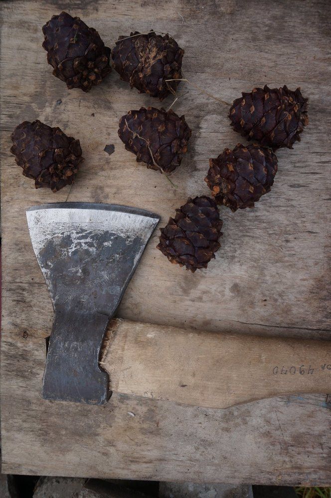 поход в лес