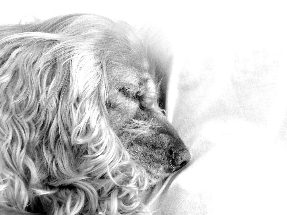 Sweet dreams