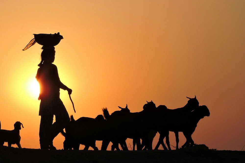 The Girl & her livestock...( A Glimpse of Rural India )