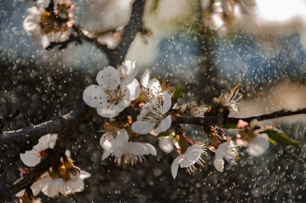 Цвет абрикоса