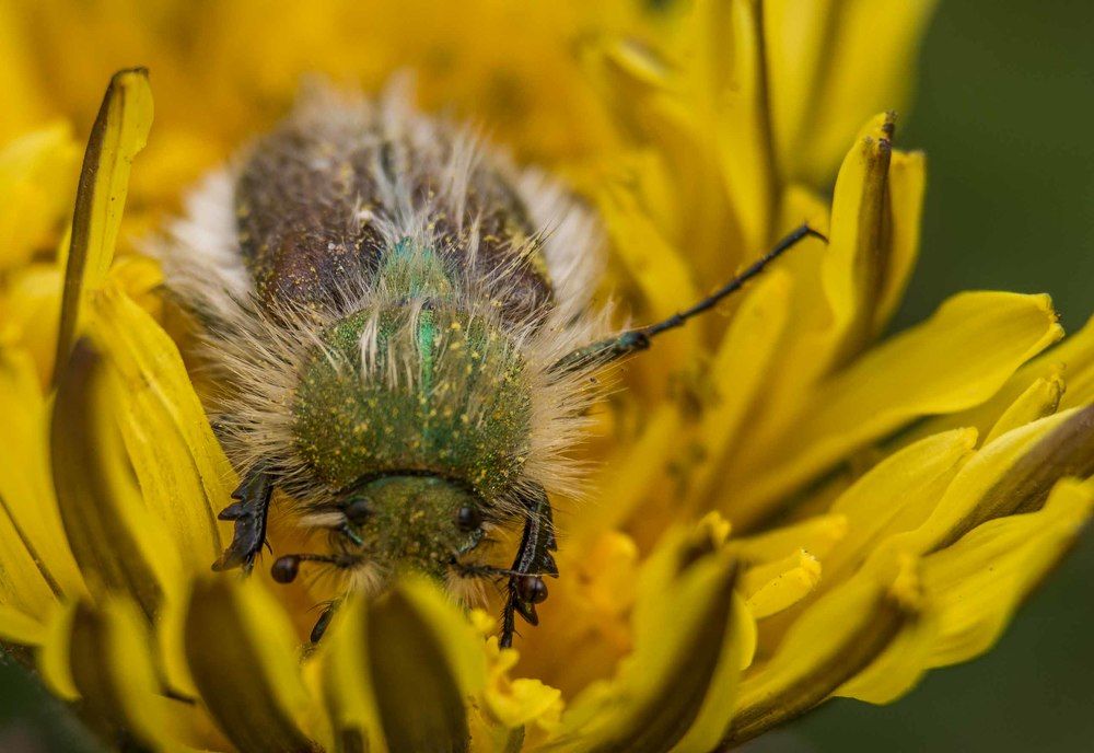 В поисках сладкого!