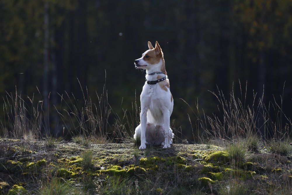 Дух свободы