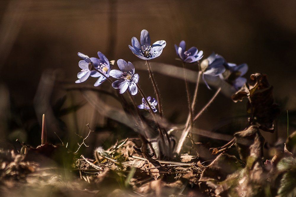 Photograph by Cath. B.