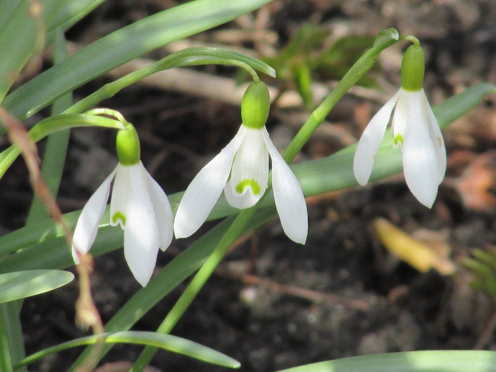 Подснежники