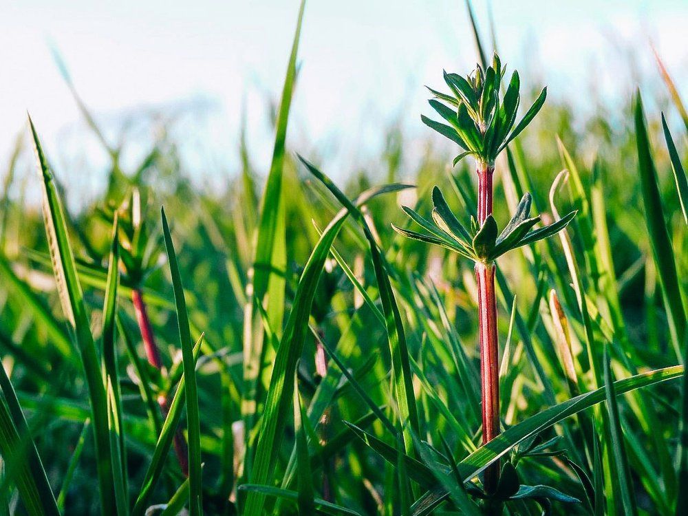 Сердцебиение природы
