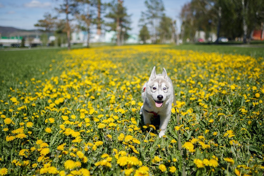 В одуванчиках