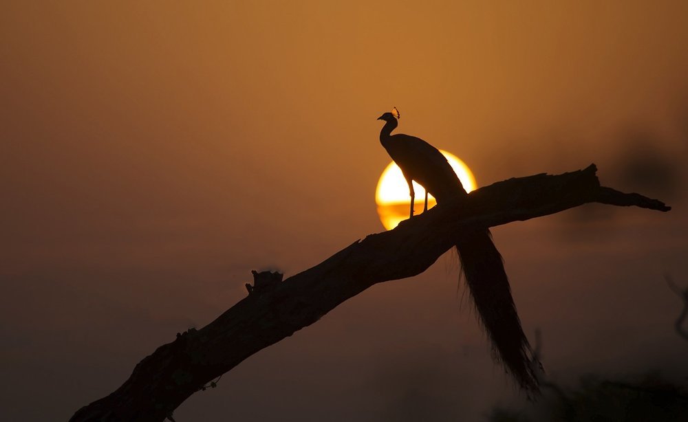 Sunrise with Peacock