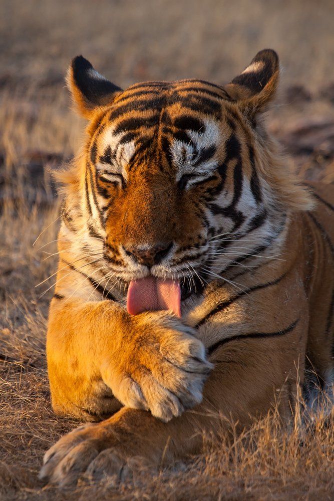 Киса умывается