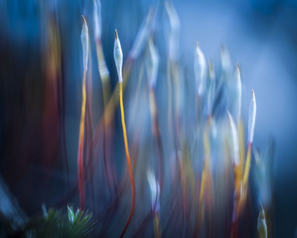 Фотография автора Евгений Лобачев