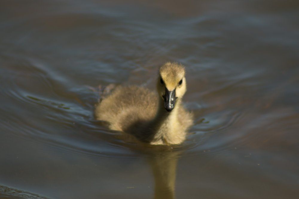 The Baby Goose