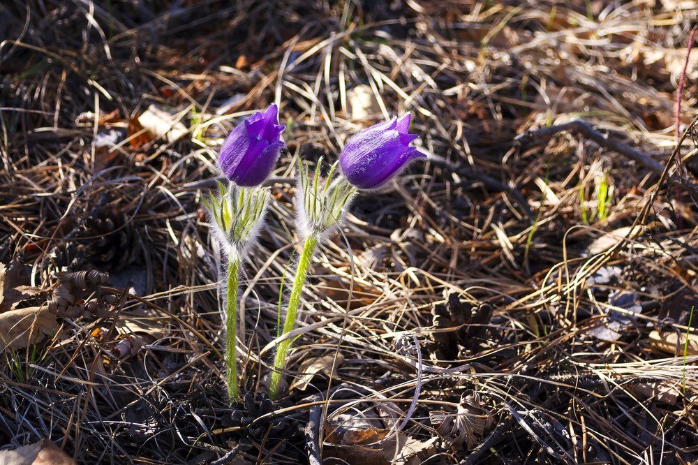 навстеречу солнцу