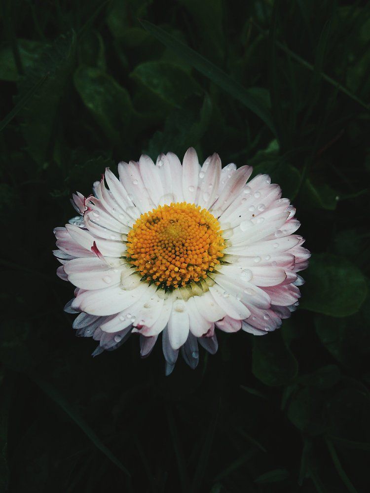 Остатки майского дождя