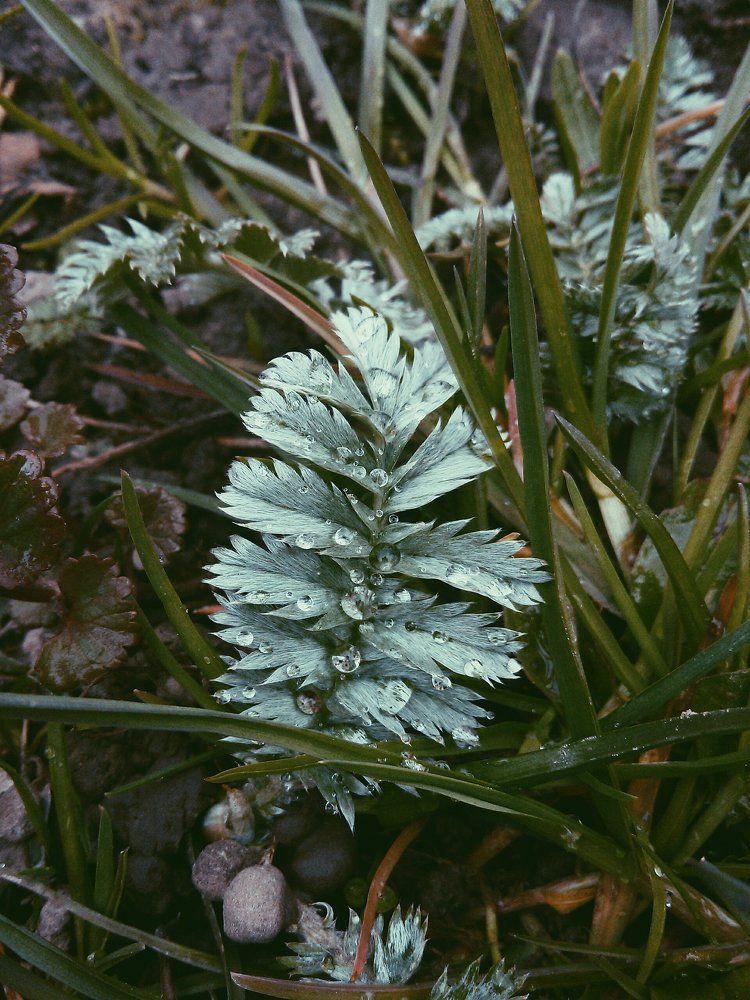 Остатки майского дождя (2)