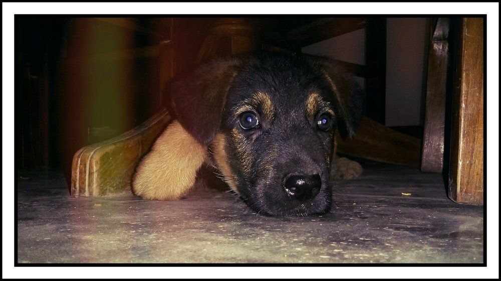 German Shepherd puppy.