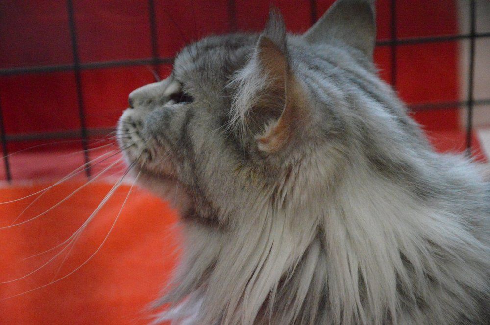 На выставке усатых,пушистых...