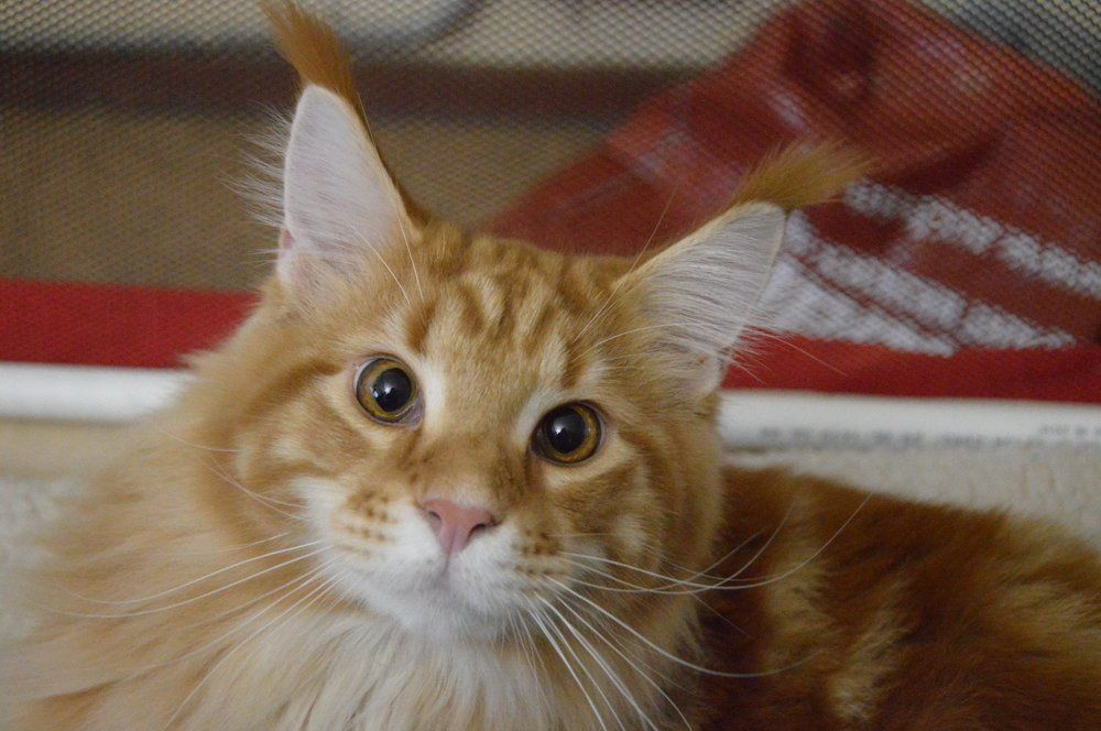 Я на выставке пушистых...