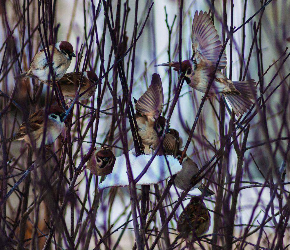 Воробьиная ватага