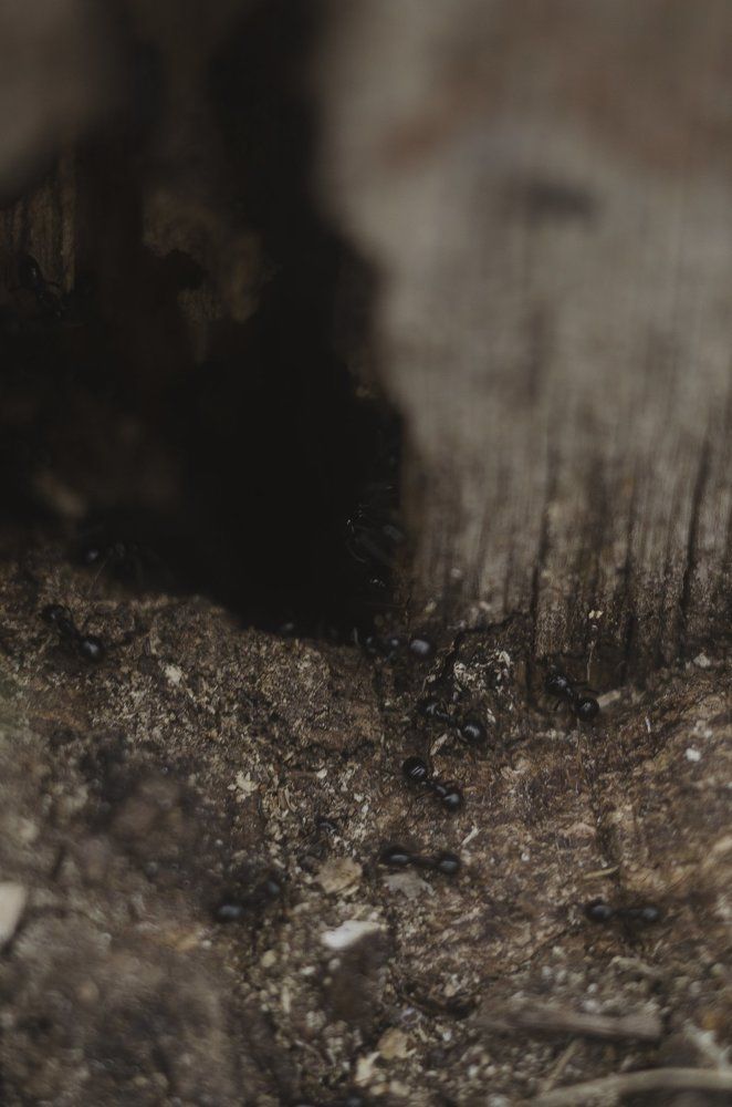 Лесные муравьи