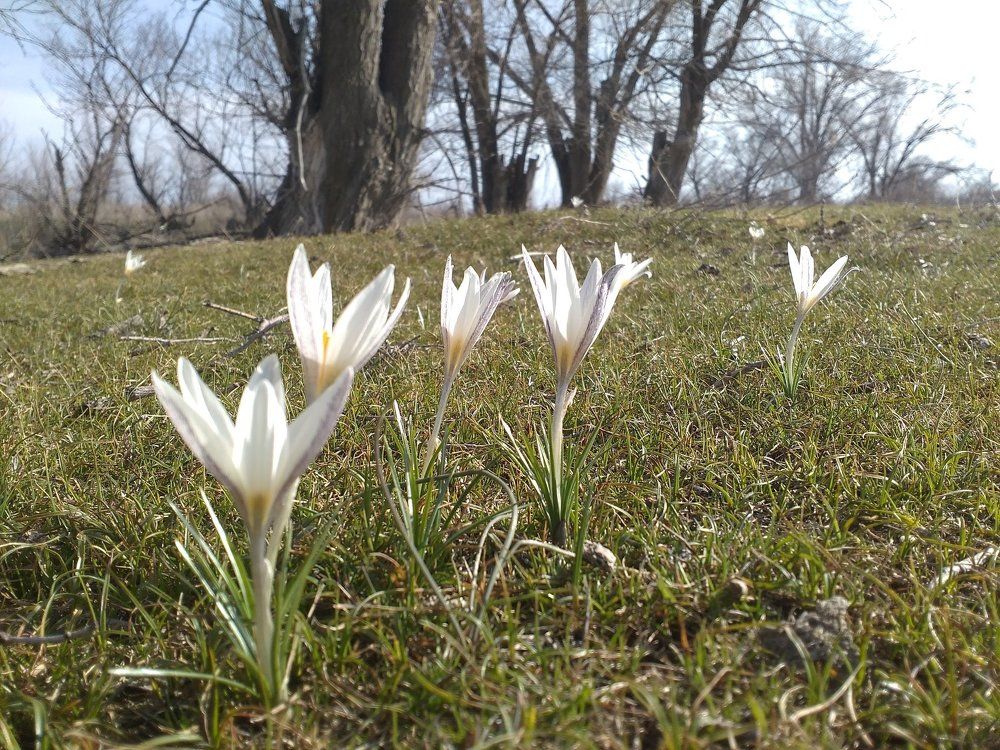 spring/весна/көктем