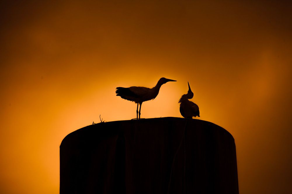 Семья аистов