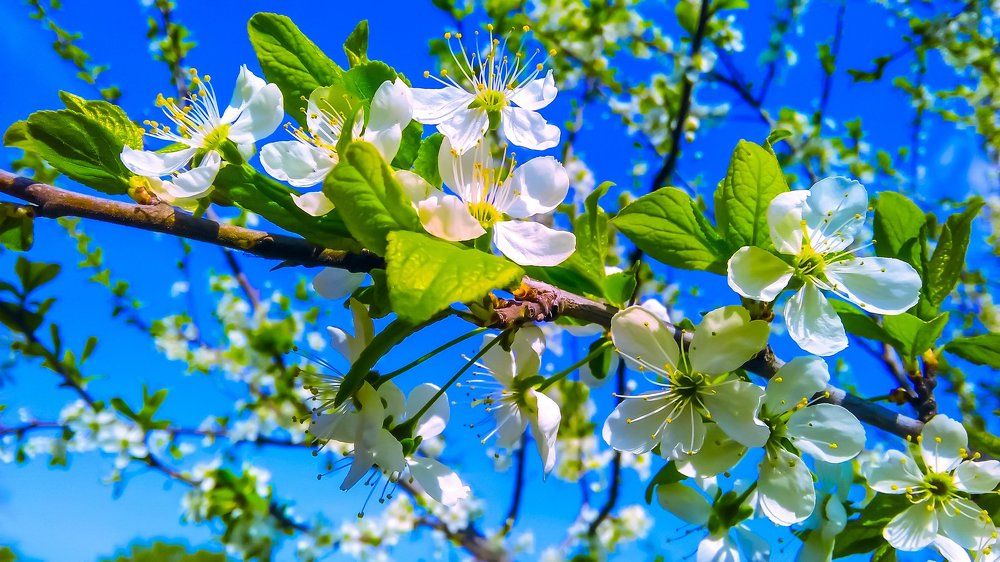 "Майский цвет"